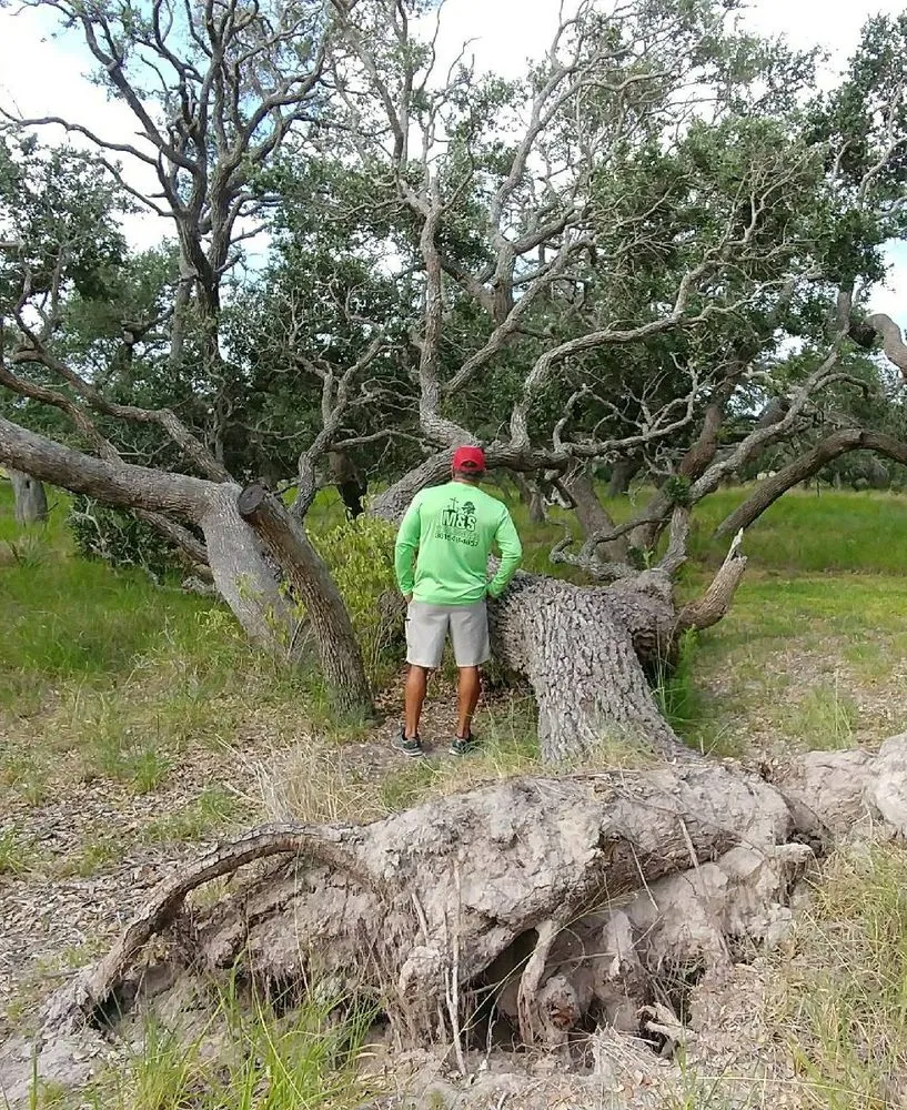 Local landscaping services experts serving Taft, TX - M & S Tree Service