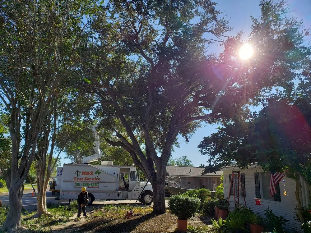 Reliable lawn mowing service near you across Taft, TX - M & S Tree Service