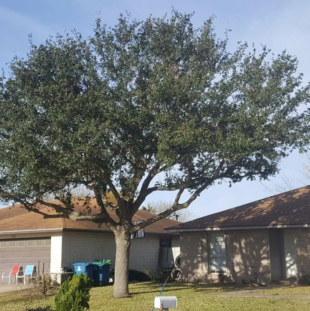 Reliable residential landscaping in Taft, TX - M & S Tree Service