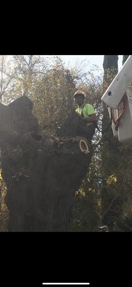 Local lawn mowing service for year-round maintenance in chico, CA by M & S Wesley Tree Service