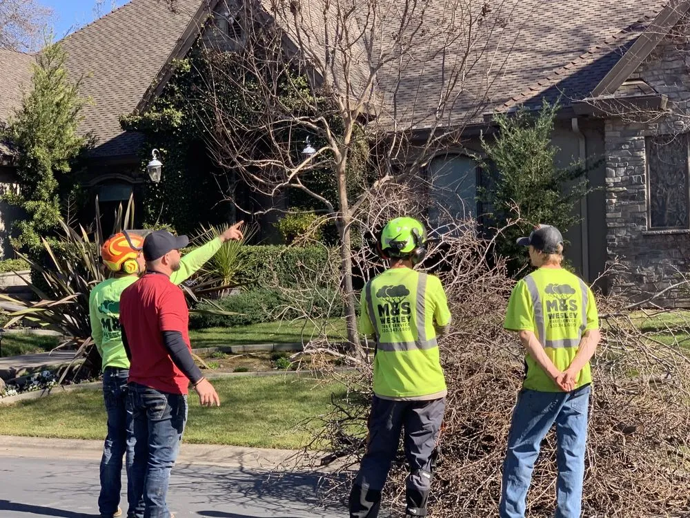 Professional landscaping services experts serving chico, CA - M & S Wesley Tree Service