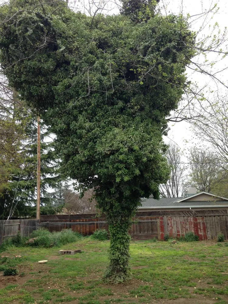 Custom lawn care service for outdoor upgrades across chico, CA - M & S Wesley Tree Service