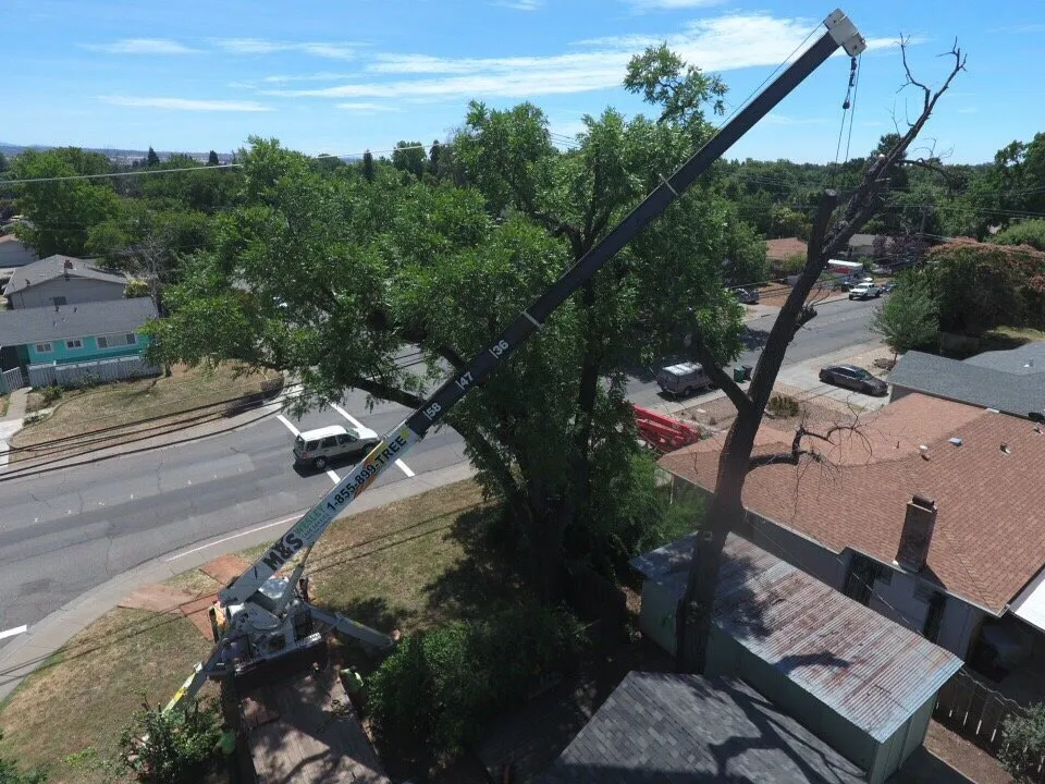 Local residential landscaping experts serving chico, CA - M & S Wesley Tree Service