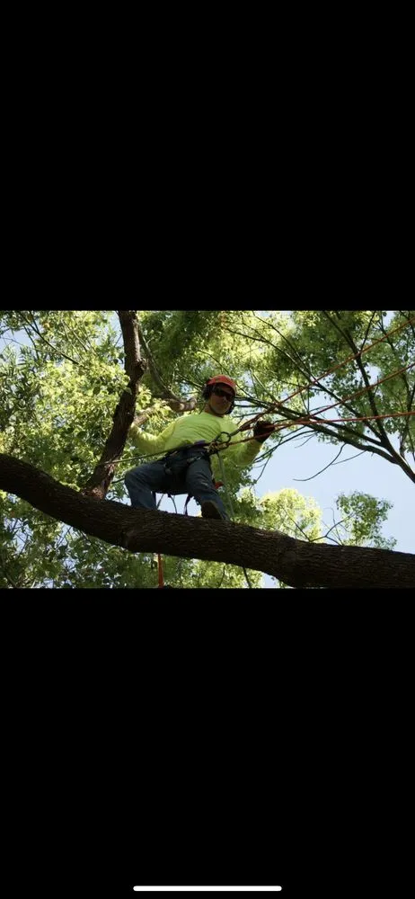 Professional landscape design with custom design across chico, CA - M & S Wesley Tree Service