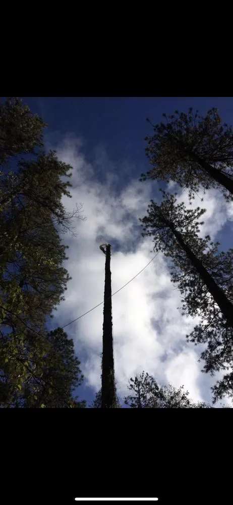 Top-rated landscape design in chico, CA by M & S Wesley Tree Service