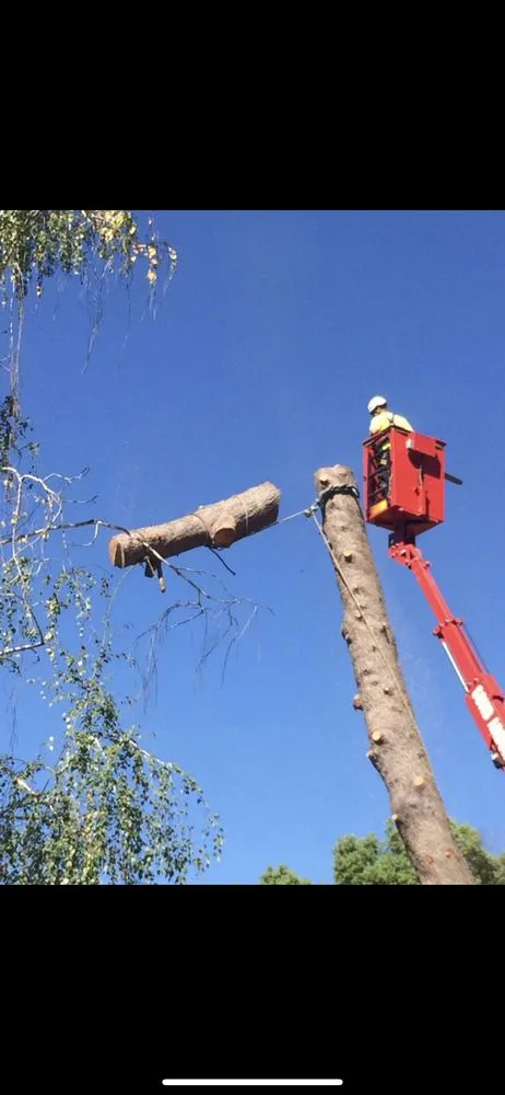 Custom lawn care service with custom design in chico, CA by M & S Wesley Tree Service