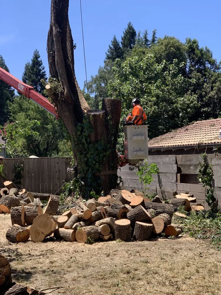Expert yard maintenance for residential properties in chico, CA by M & S Wesley Tree Service