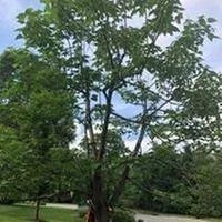 Professional lawn mowing service in Katonah, NY by M & Z Treecare Landscaping Service's