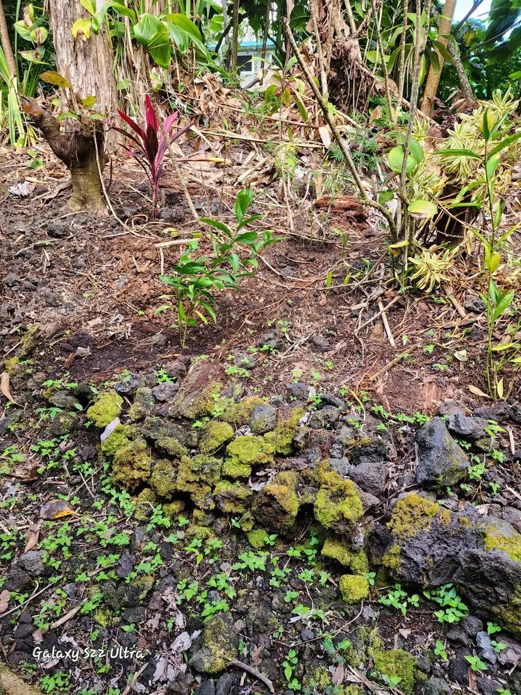 Local garden landscaping in Hilo, HI - M A N A Loa Farms