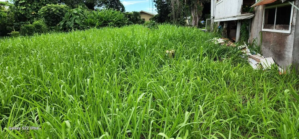 Trusted lawn mowing service in Hilo, HI - M A N A Loa Farms