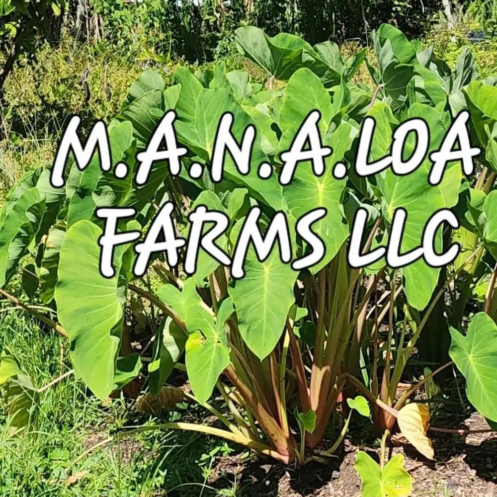 Expert landscape design for beautiful yards across Hilo, HI - M A N A Loa Farms