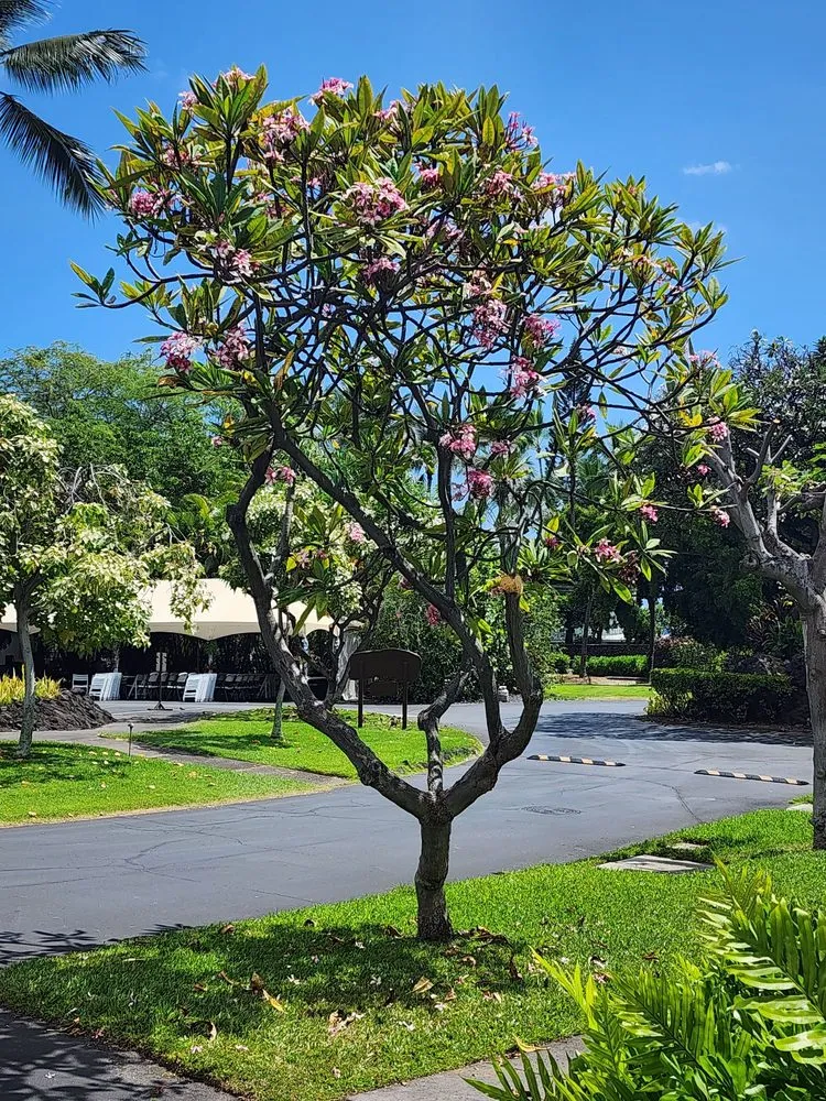 Affordable residential landscaping in Hilo, HI by M A N A Loa Farms