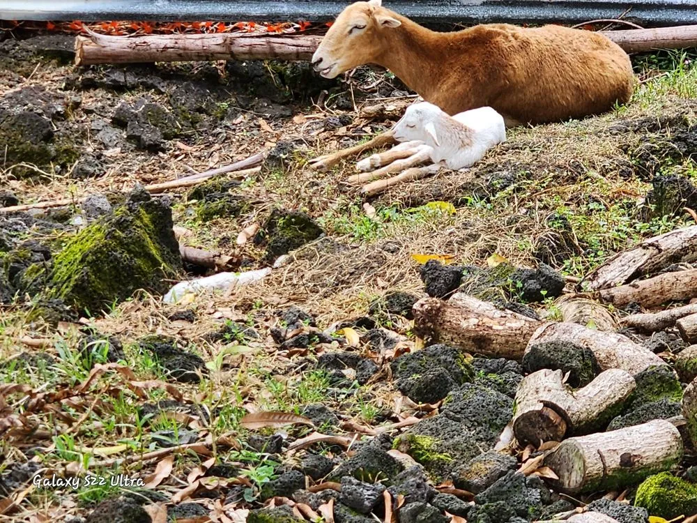 Local lawn care service for year-round maintenance in Hilo, HI by M A N A Loa Farms