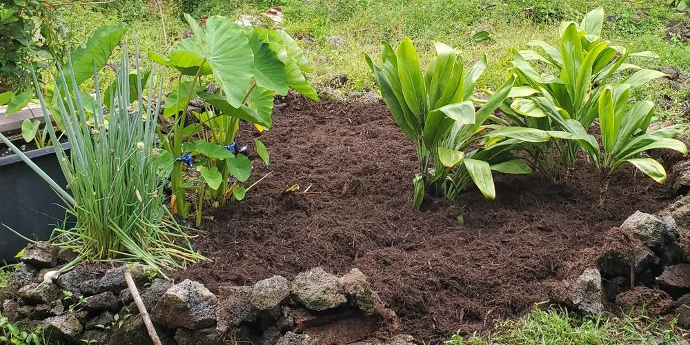Reliable lawn care service in Hilo, HI - M A N A Loa Farms