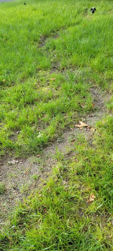 Trusted lawn care service in City of Orange, NJ - M Abrego Landscaping & Design