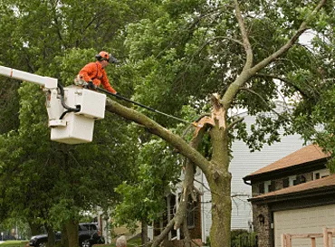 Professional lawn care service in Somerville, NJ by M and A Tree Services