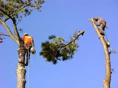 Affordable yard maintenance in Somerville, NJ by M and A Tree Services