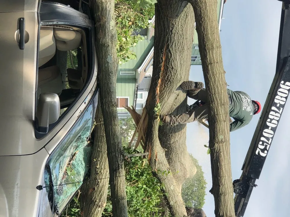 Affordable landscape design in Somerville, NJ - M and A Tree Services