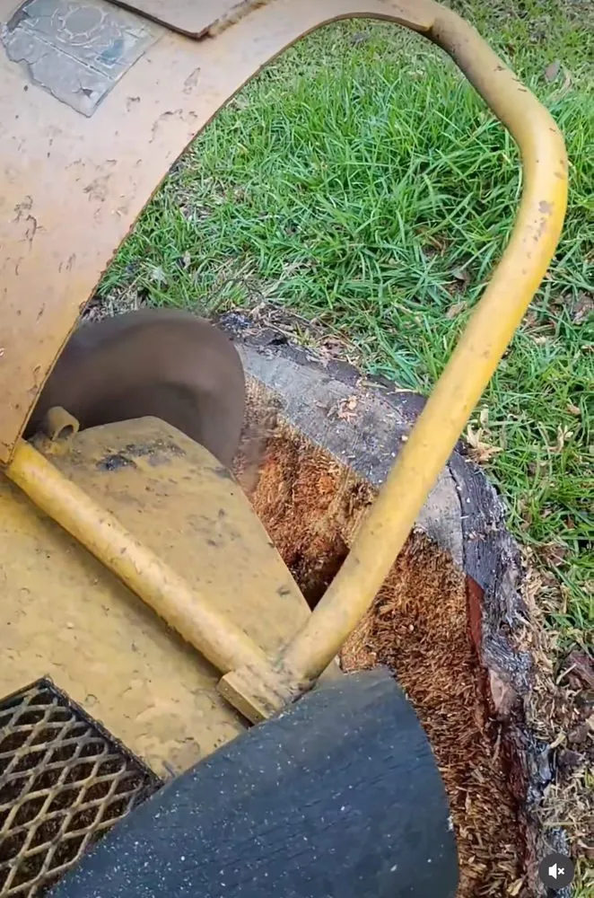 Affordable yard cleanup service for homes across Clarkton, NC - M And C Lawncare