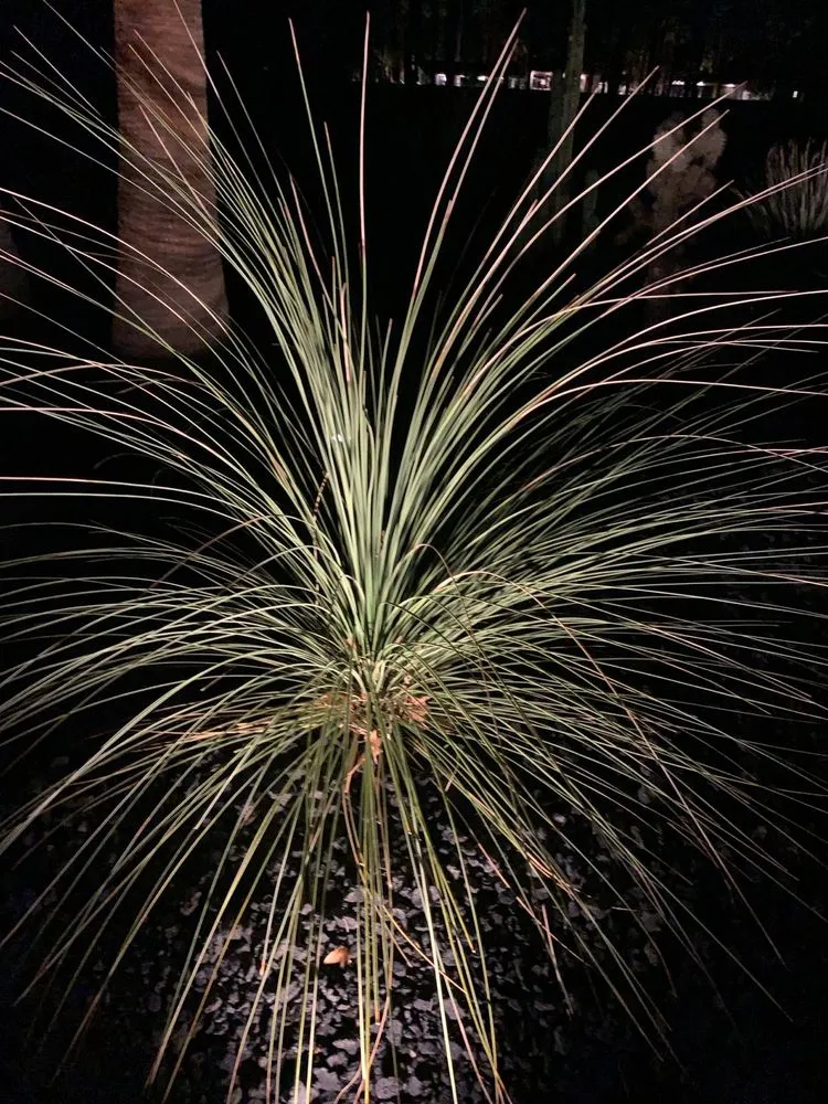 Custom outdoor landscaping for year-round maintenance in Cathedral City, CA by M-Artscape