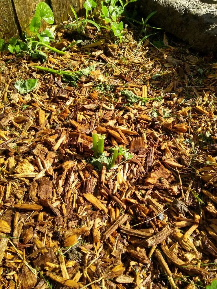 Local landscape design experts serving Bristol, RI - M Braz Landscaping