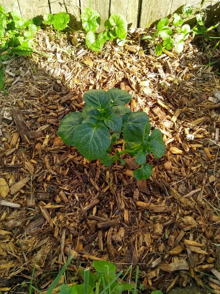 Trusted landscape design in Bristol, RI - M Braz Landscaping