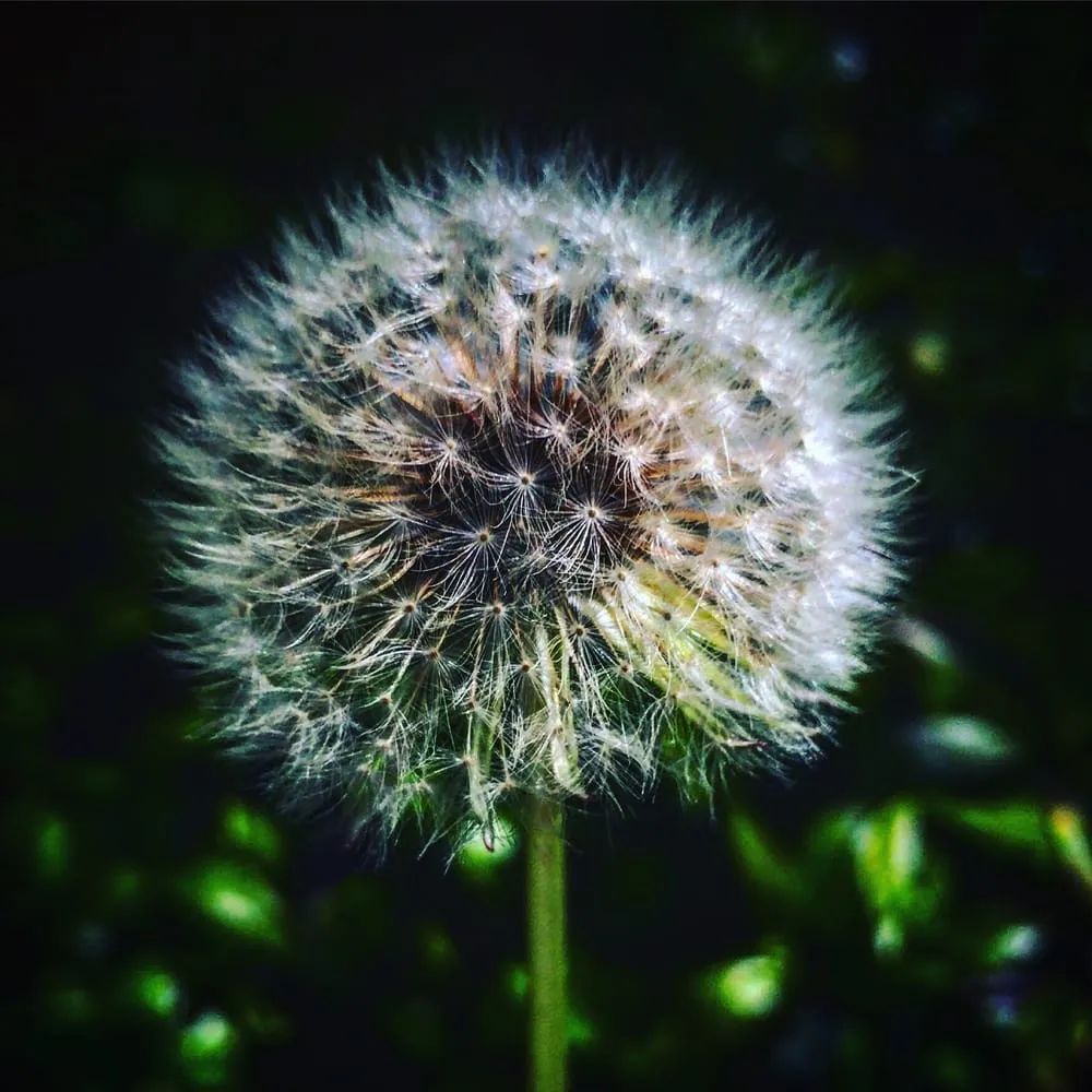 Local lawn care service experts serving Los Angeles, CA - M C Landscape & Maintenance