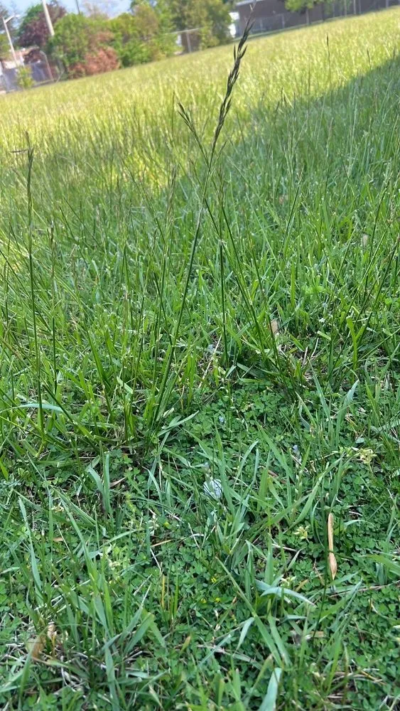 Local garden landscaping for beautiful yards in Wyandanch, NY by M Canales Landscaping