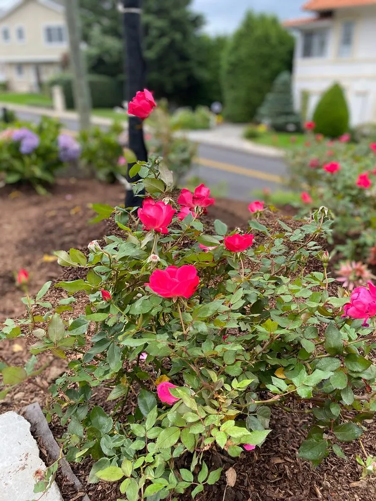 Reliable garden landscaping for beautiful yards across Yonkers, NY - M. Carbillano Landscaping