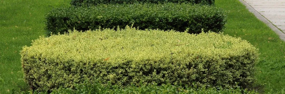 Expert landscaping services for outdoor upgrades across Hampstead, MD - M. Colin Handyman