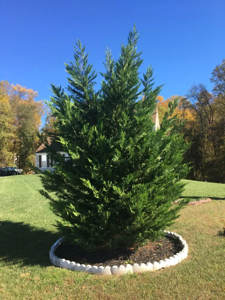 Trusted yard cleanup service in Hampstead, MD by M. Colin Handyman