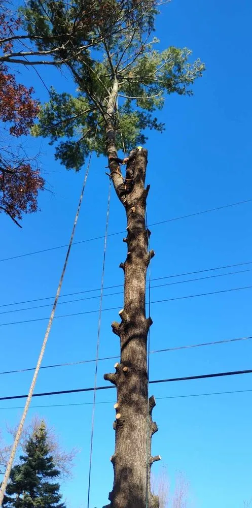 Professional landscaping services for homes in Maple Grove, MN by M D T