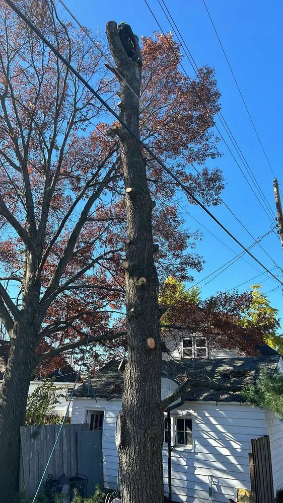 Expert garden landscaping experts serving Maple Grove, MN - M D T