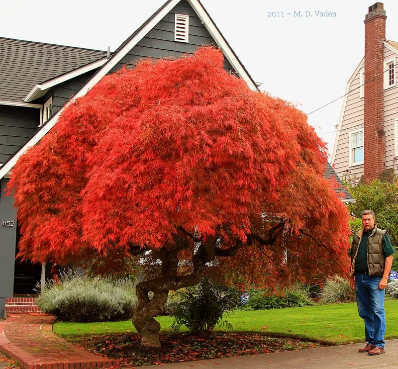 Local yard cleanup service for homes in Portland, OR by M. D. Vaden Landscape & Tree Care