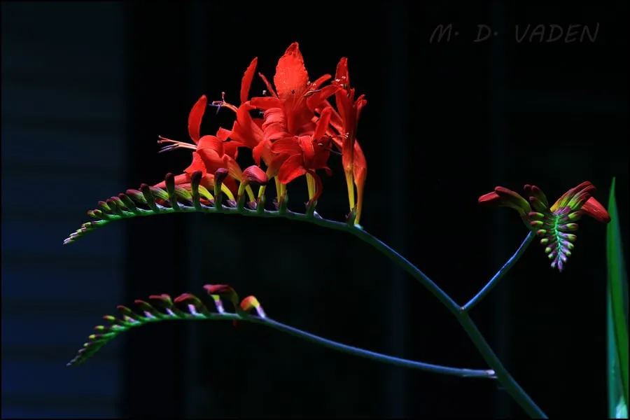 Custom lawn care service in Portland, OR by M. D. Vaden Landscape & Tree Care