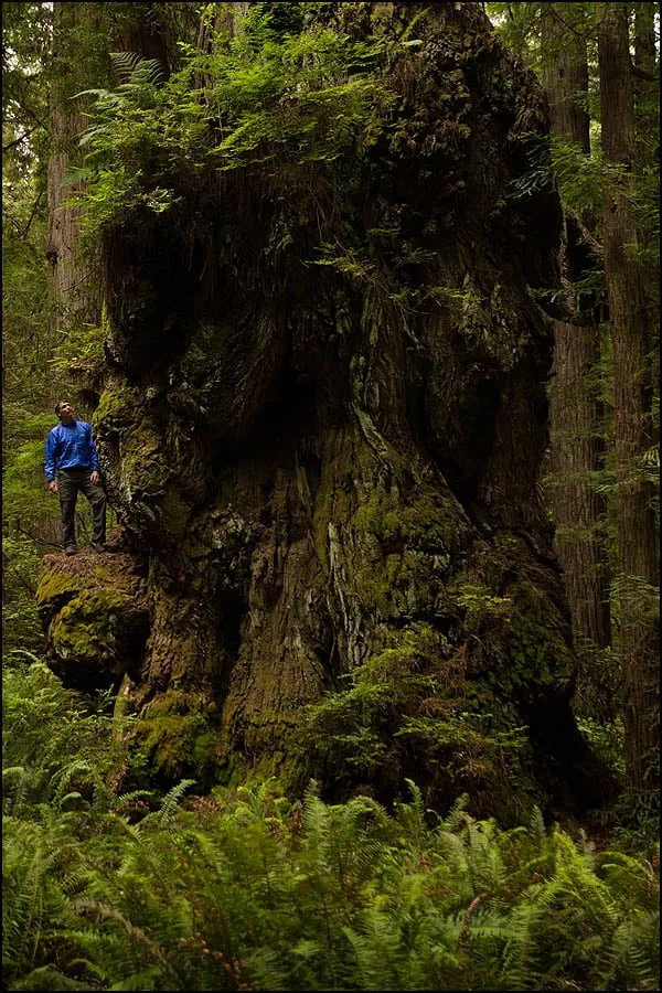 Affordable yard maintenance experts serving Portland, OR - M. D. Vaden Landscape & Tree Care