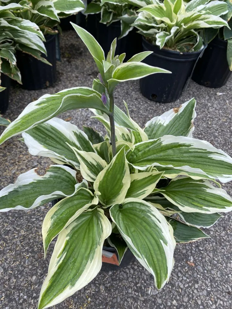 Local landscape installation in Hempstead, NY by M Hernandez Landscaping and Design