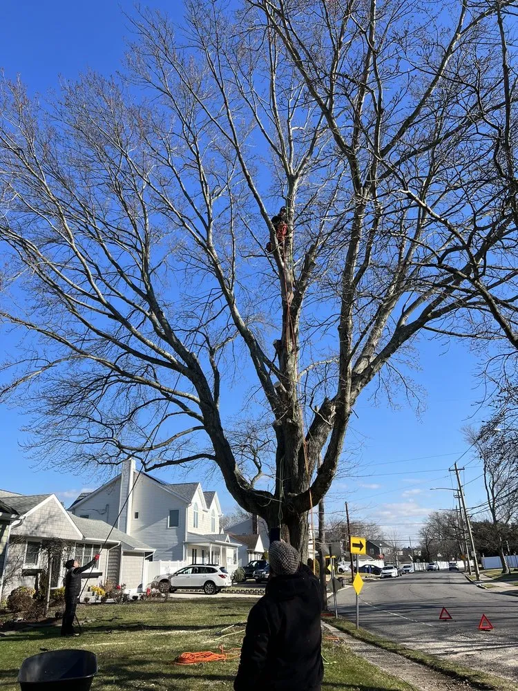 Expert yard cleanup service in Hempstead, NY by M Hernandez Landscaping and Design