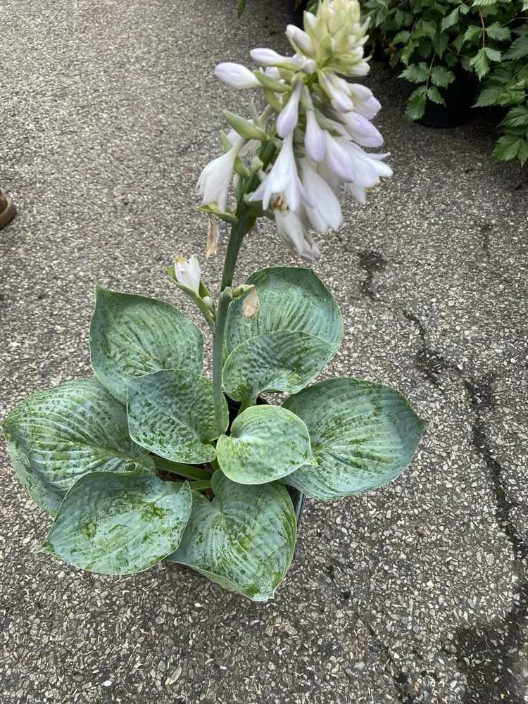 Top-rated landscaping services in Hempstead, NY - M Hernandez Landscaping and Design