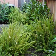 Expert garden landscaping in San Carlos, CA by M J Newell Landscape & Maintenance