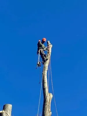 M Jacinto Tree Services & Landscaping Logo