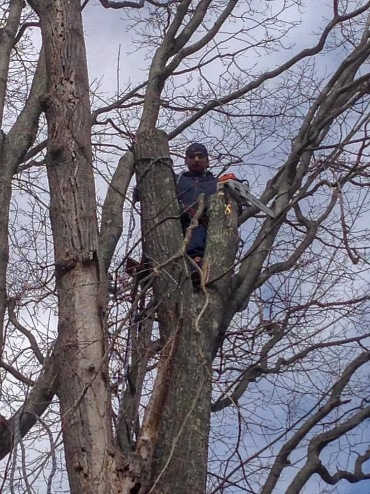 Professional lawn care service in Cortlandt, NY by M LL Trees Service