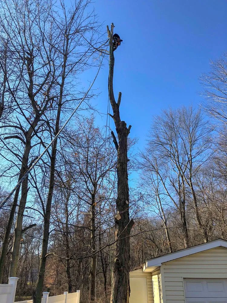 Local lawn care service near you across Cortlandt, NY - M LL Trees Service