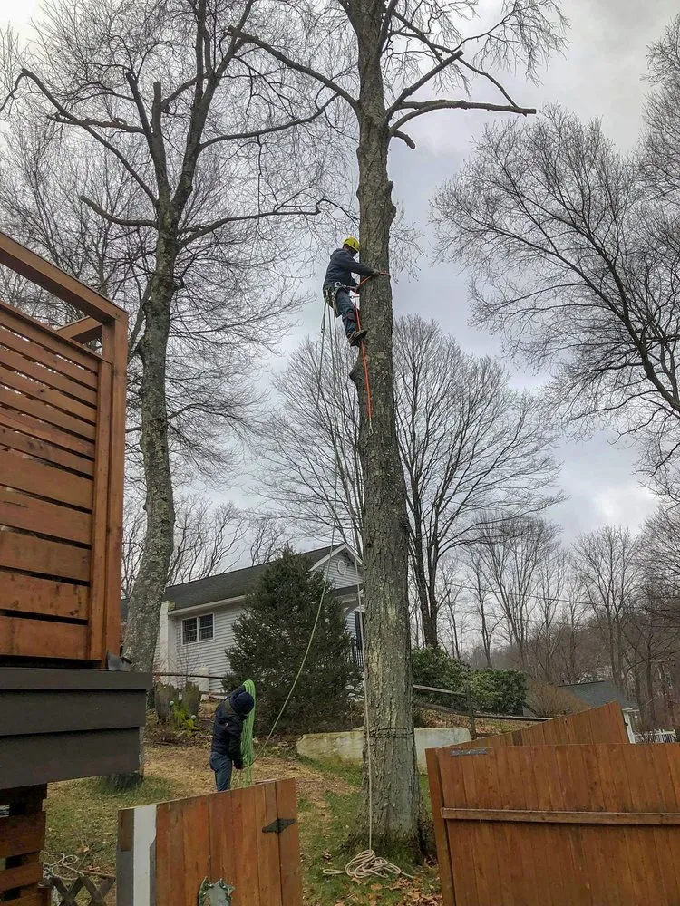Reliable yard maintenance in Cortlandt, NY - M LL Trees Service
