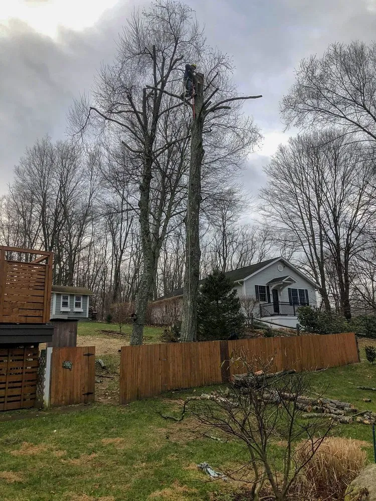 Reliable landscape design experts serving Cortlandt, NY - M LL Trees Service