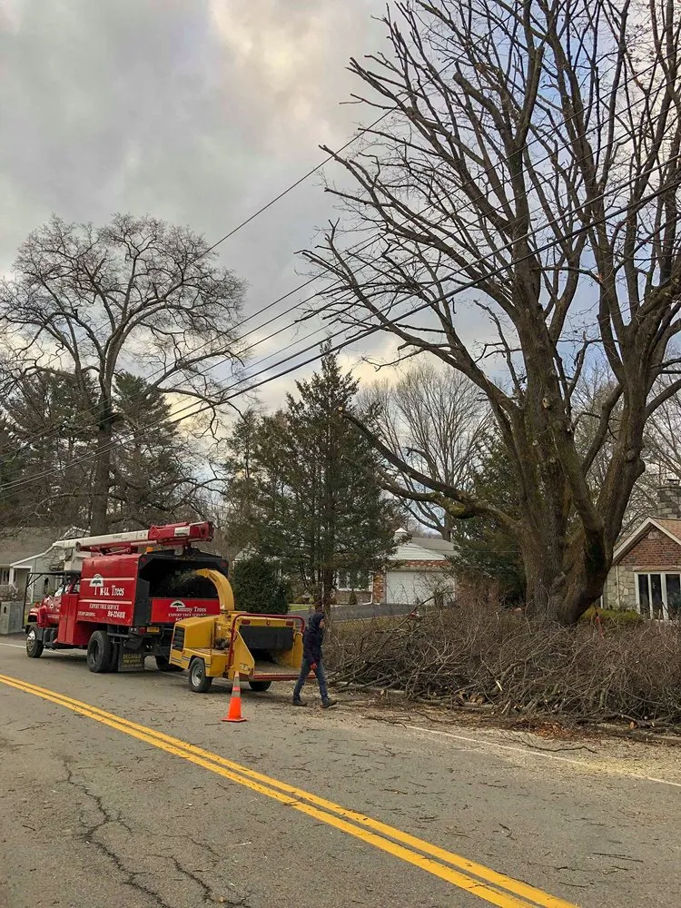 Expert landscape design for year-round maintenance in Cortlandt, NY by M LL Trees Service