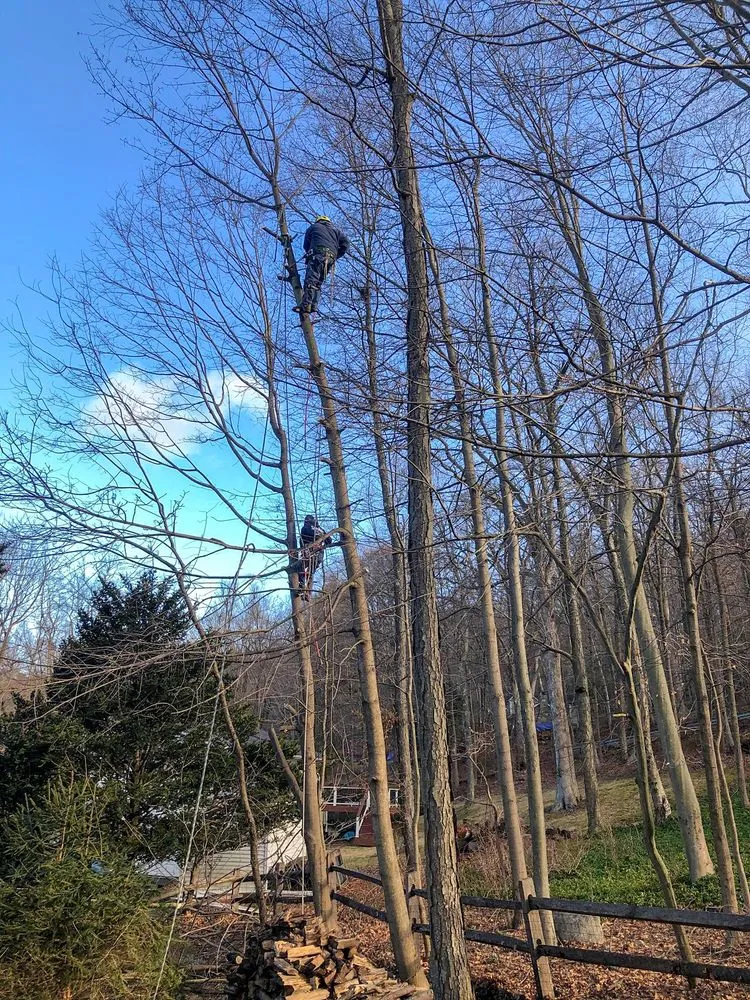 Top-rated yard cleanup service in Cortlandt, NY - M LL Trees Service