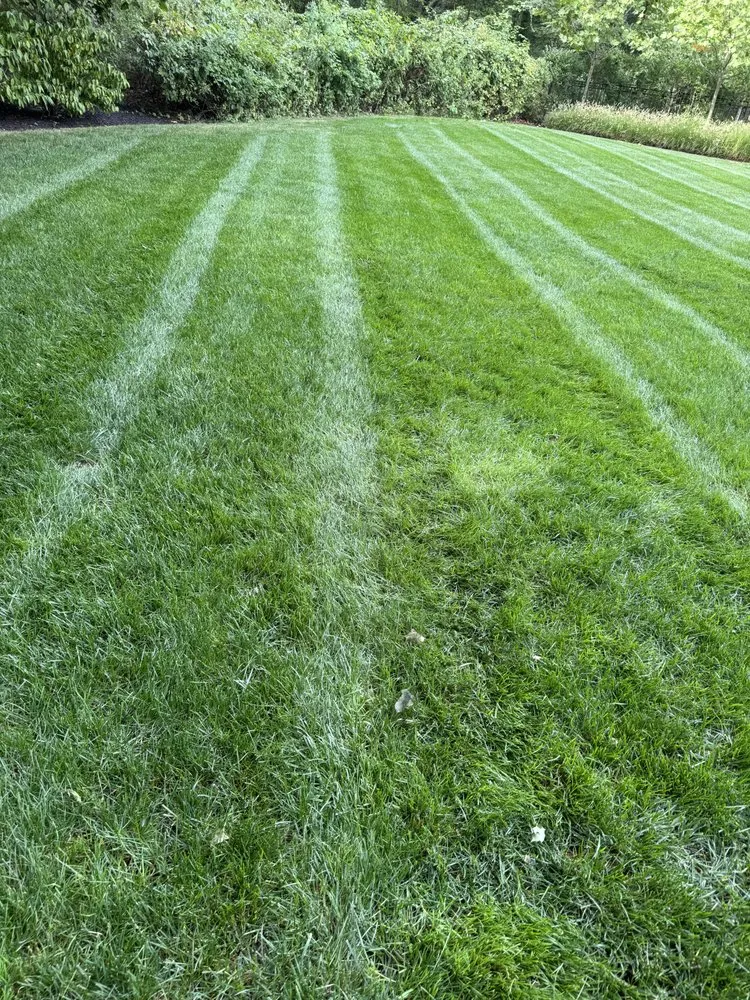 Affordable lawn care service for year-round maintenance across Waltham, MA - M P Broder Landscaping