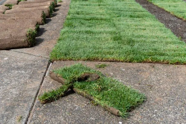Expert lawn care service in Panama City Beach, FL - M P Venture Estate