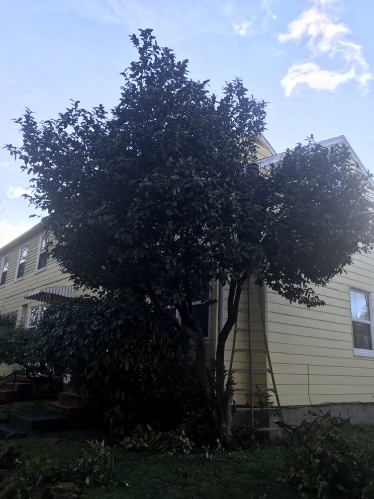 Expert landscape installation in Beaverton, OR - M Pruning Landscaping